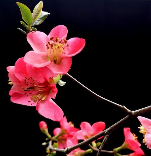 海棠树（传承千年的美丽与坚韧）