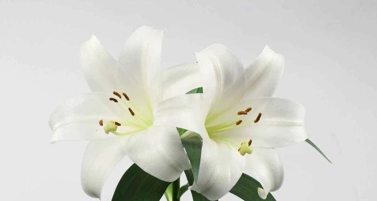 白百合的花语与寓意(探寻白百合的真正含义) 白百合的花语与寓意(探寻白百合的真正含义)