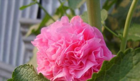 蜀葵（探寻蜀葵的传说与花语）
