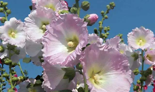 蜀葵(探寻蜀葵的传说与花语) 蜀葵(探寻蜀葵的传说与花语)