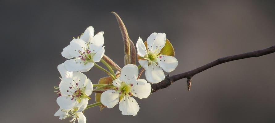解读梨花花语,探寻其深刻的含义(探索梨花的独特之美与内涵) 解读梨花花语,探寻其深刻的含义(探索梨花的独特之美与内涵)