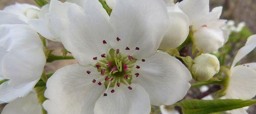 解读梨花花语,探寻其深刻的含义(探索梨花的独特之美与内涵) 解读梨花花语,探寻其深刻的含义(探索梨花的独特之美与内涵)