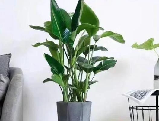 鹤望兰的阳光之痛（揭秘鹤望兰的防晒心得与护理方法）
