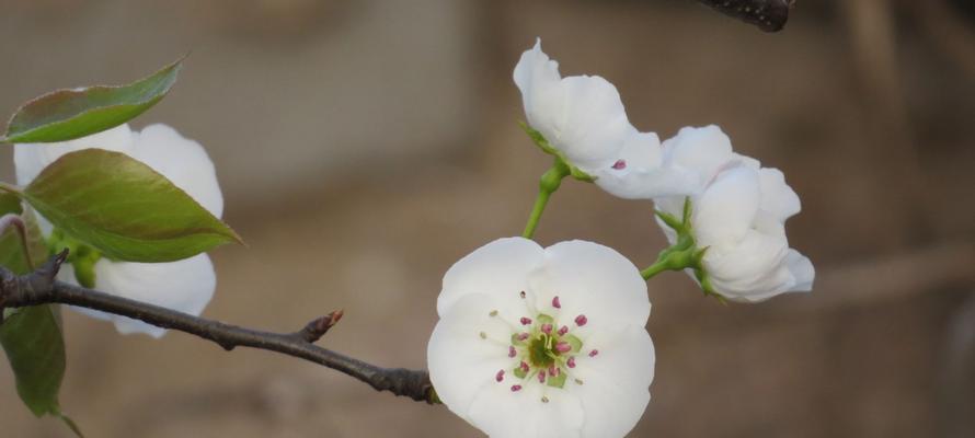 解读梨花花语,探寻其深刻的含义(探索梨花的独特之美与内涵) 解读梨花花语,探寻其深刻的含义(探索梨花的独特之美与内涵)