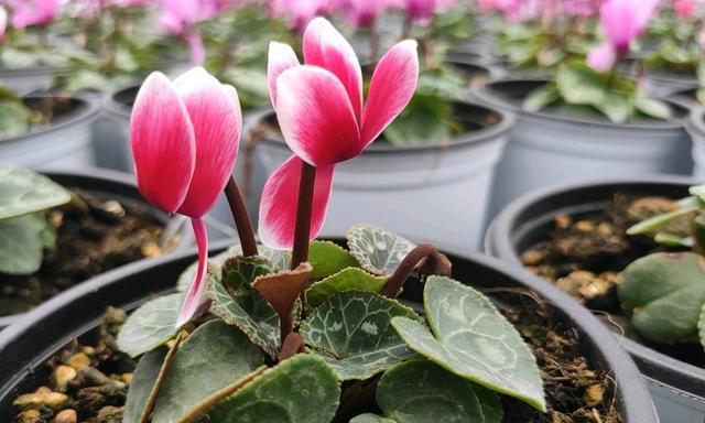 以仙鹤来花的寓意与象征意义(仙鹤花的美丽和深远寓意) 以仙鹤来花的寓意与象征意义(仙鹤花的美丽和深远寓意)