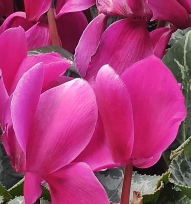 以仙鹤来花的寓意与象征意义(仙鹤花的美丽和深远寓意) 以仙鹤来花的寓意与象征意义(仙鹤花的美丽和深远寓意)