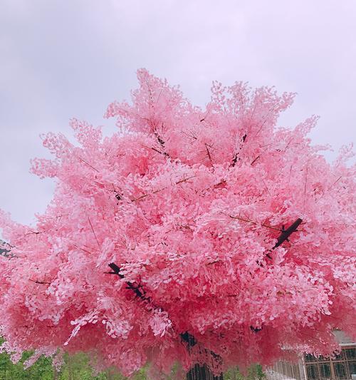 爱情的树——寓意爱情的树种与其象征意义（探寻树木中的爱情密码）