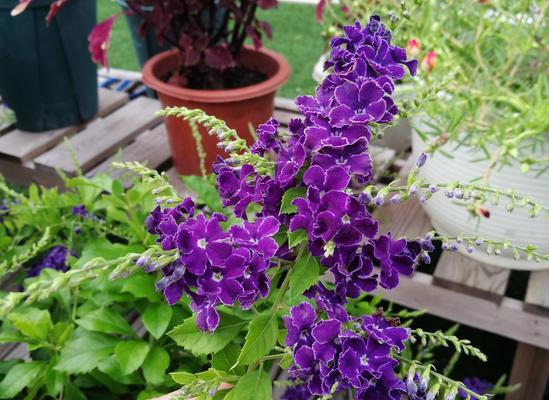 紫色花朵的寓意与魅力（探索紫色花卉背后的深层意义）