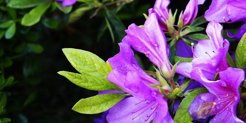 紫色花朵的寓意与魅力（探索紫色花卉背后的深层意义）