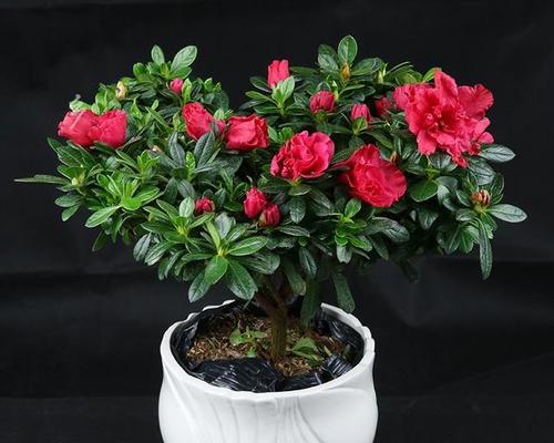 室内杜鹃花养殖攻略（家中种植杜鹃花）
