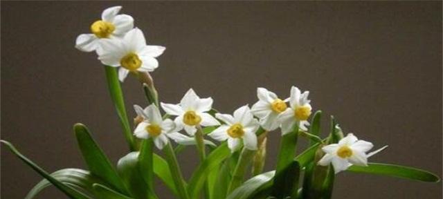 水仙花的花语与象征意义（探索水仙花的深意与美丽）