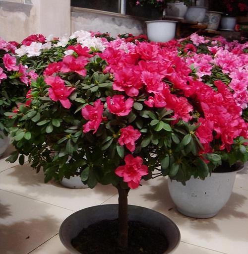 室内杜鹃花养殖攻略（家中种植杜鹃花）