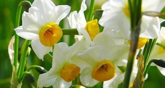 水仙花的花语与象征意义（探索水仙花的深意与美丽）