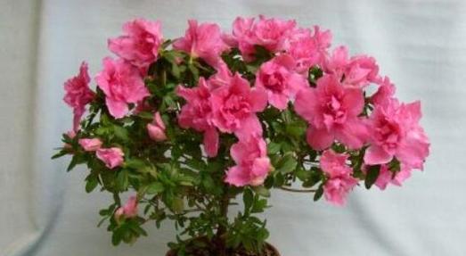 室内杜鹃花养殖攻略（家中种植杜鹃花）