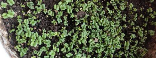 白菜种子发芽期的掌握（从种植到发芽）