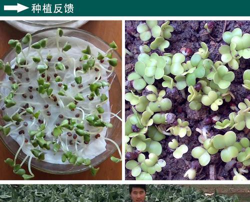 白菜种子发芽期的掌握（从种植到发芽）