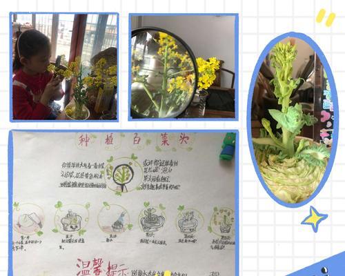白菜种子发芽期的掌握（从种植到发芽）