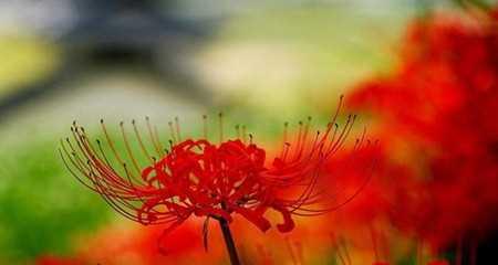曼珠沙华的花语——深情与希望的象征(探寻曼珠沙华的花语之美)