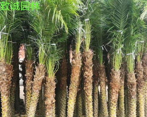 美丽针葵(花朵的微笑) 美丽针葵(花朵的微笑)