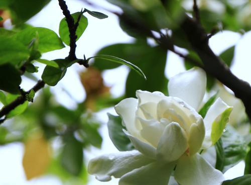 栀子花的花语与神话故事(探索栀子花花语的意义与根源) 栀子花的花语与神话故事(探索栀子花花语的意义与根源)