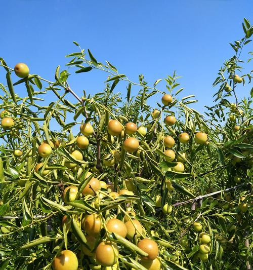 冬枣上市季节（冬季丰收的冬枣）