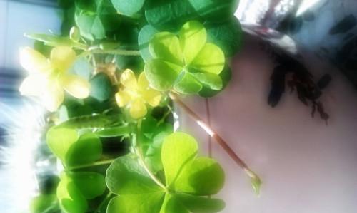 四叶草花语的奥秘（幸运与希望的象征）