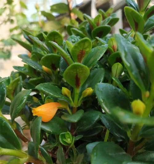 金鱼吊兰（喜阳的植物-金鱼吊兰）