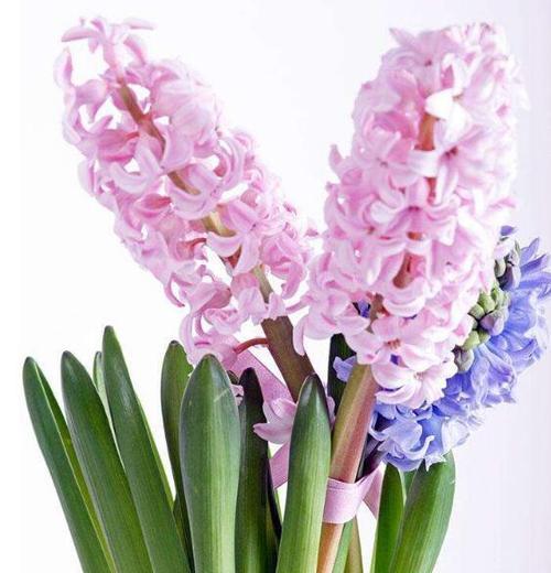 风信子的花语和传说（花语鲜明的风信子为爱情祝福）