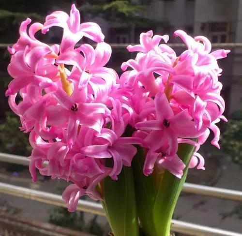 风信子的花语和传说(花语鲜明的风信子为爱情祝福) 风信子的花语和传说(花语鲜明的风信子为爱情祝福)