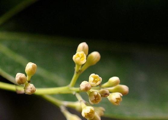 揭秘“桂花”和“肉桂”（科学家的解密结果让你大吃一惊）
