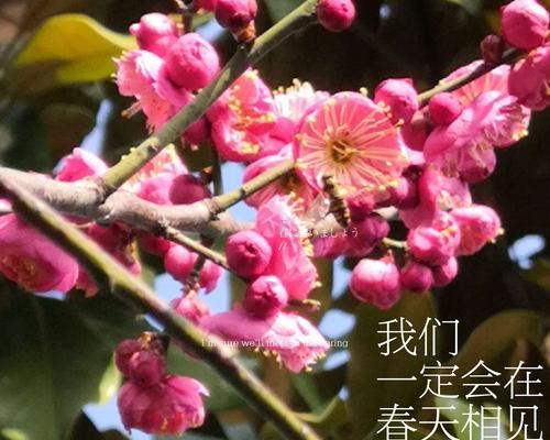 梅花的含义与寓意（传达梅花的纯洁）
