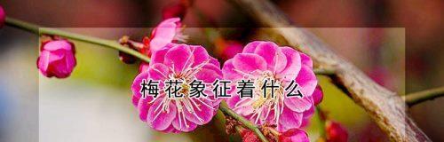 梅花的含义与寓意（传达梅花的纯洁）