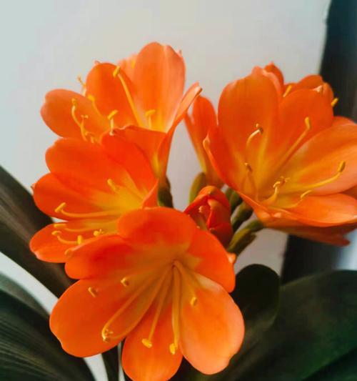 君子兰的寓意与花语——品质高尚，典雅高贵（君子兰的花语与传统文化相融合）