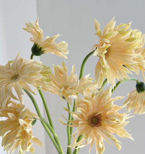 非洲菊花的花语与含义（深入解读非洲菊的花语）