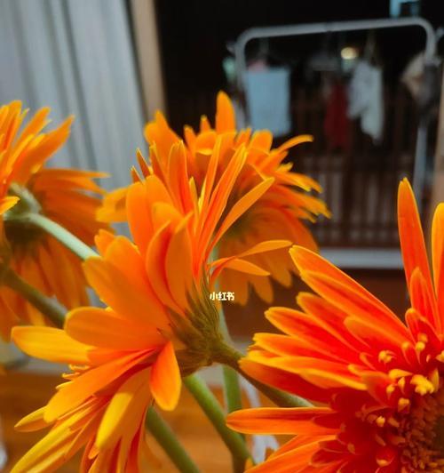 非洲菊花的花语与含义（深入解读非洲菊的花语）