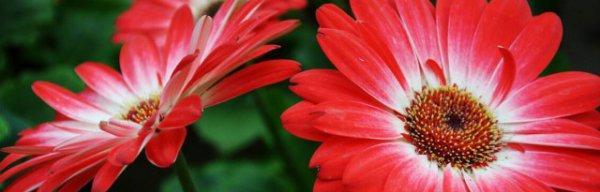 非洲菊花的花语与含义（深入解读非洲菊的花语）
