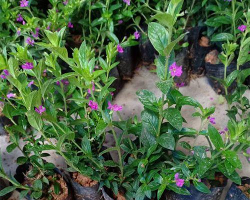 满天星的开花季节及特点（探秘满天星的盛放之美）