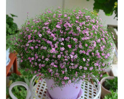 满天星的开花季节及特点（探秘满天星的盛放之美）