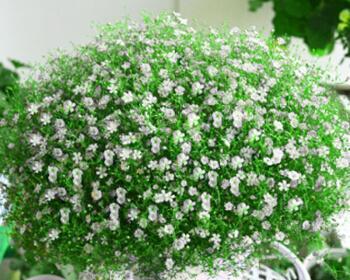 满天星的开花季节及特点（探秘满天星的盛放之美）