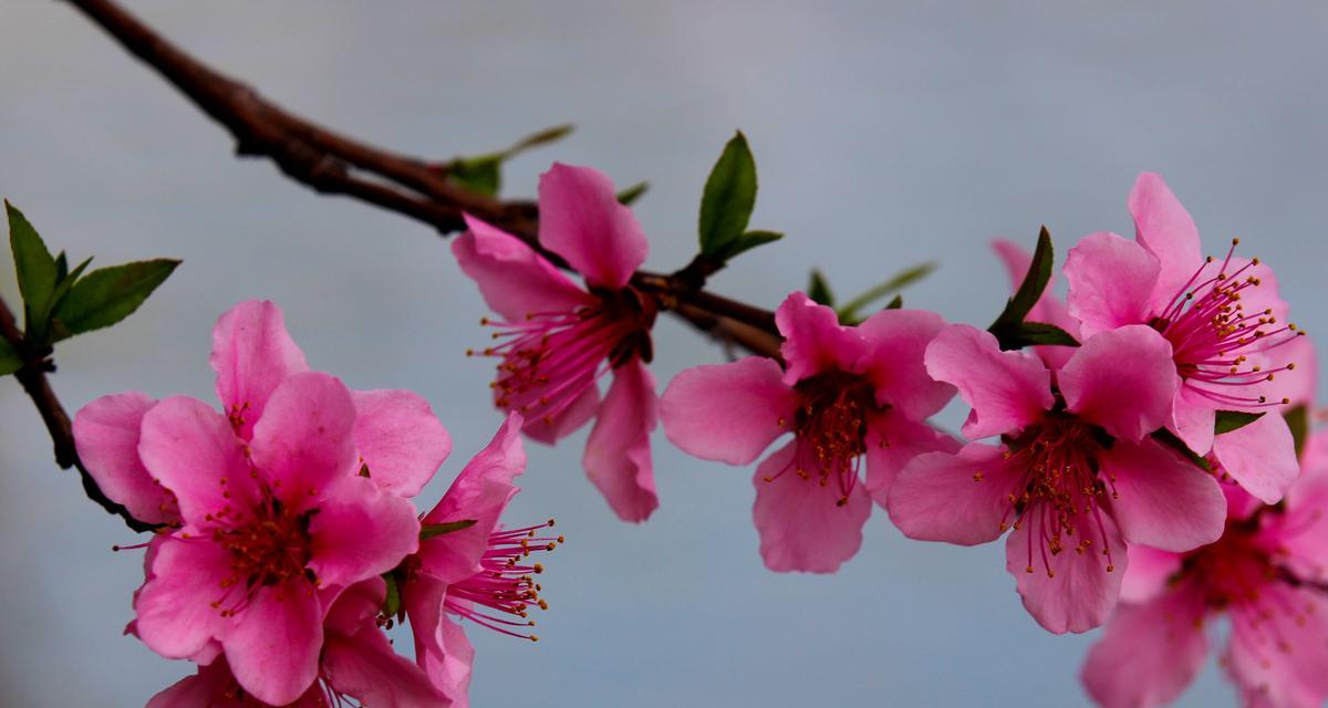 以索玛花的花语为主题的文章（索玛花的花语传达着什么信息）