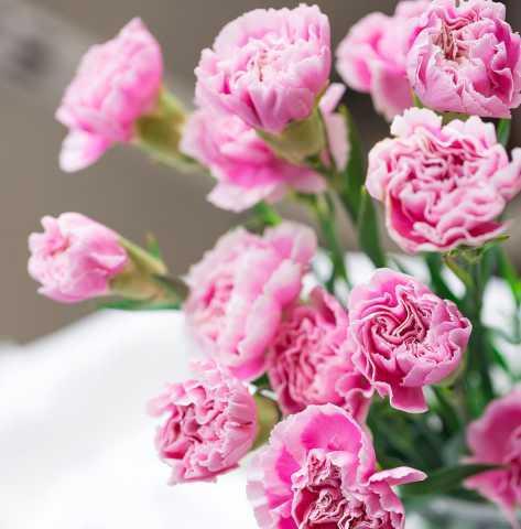 以索玛花的花语为主题的文章（索玛花的花语传达着什么信息）