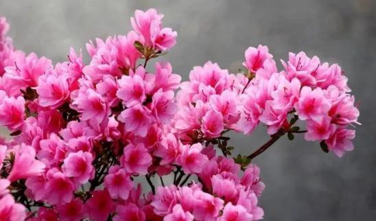以索玛花的花语为主题的文章（索玛花的花语传达着什么信息）