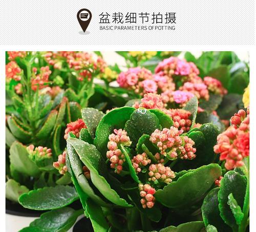 长寿花和满天星的区别（了解这两种花）