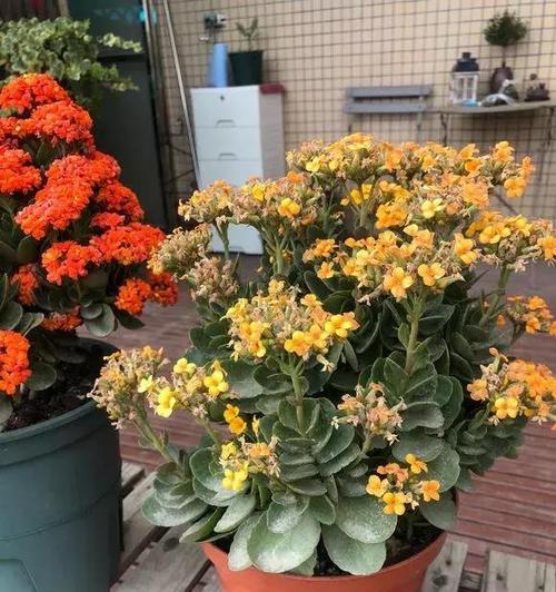 长寿花和满天星的区别（了解这两种花）
