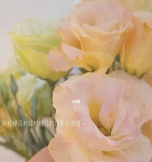 桔梗花语——丰富多彩的情感表达（探寻桔梗的花语之美）
