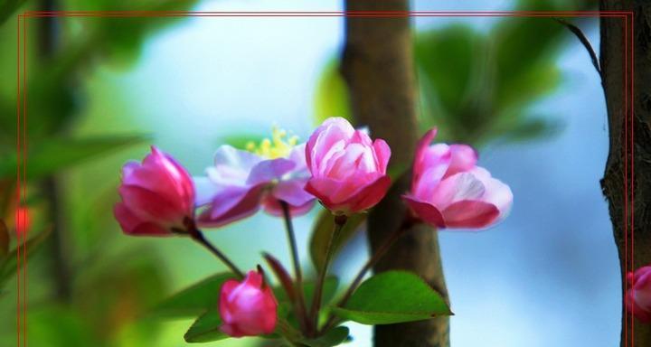 春天的花——绽放生机的美景（以代表春天的花为主题）