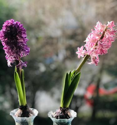 风信子的花语(用风信子) 风信子的花语(用风信子)