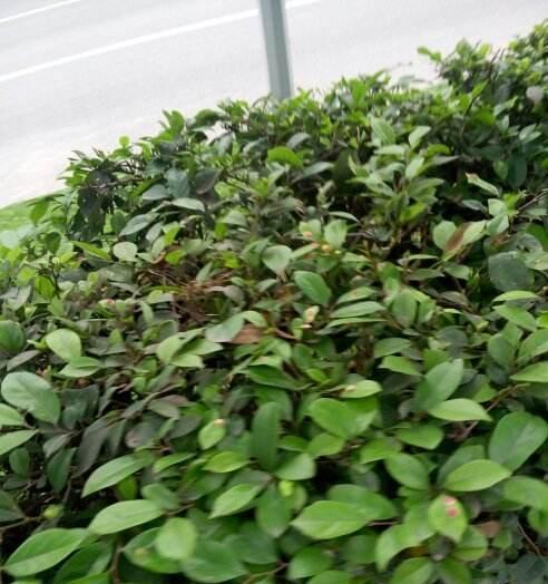 灌木是什么植物（了解灌木的种类）