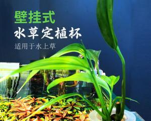 水中花园，盛开着多彩的水生植物（探秘水中植物的美妙世界）
