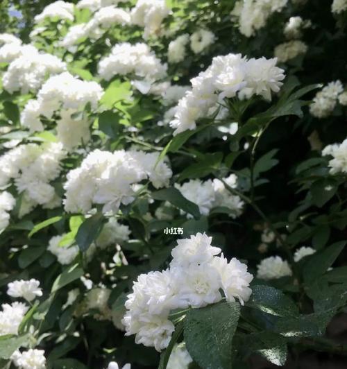荼蘼花的传说与花语（传说中的荼蘼花）